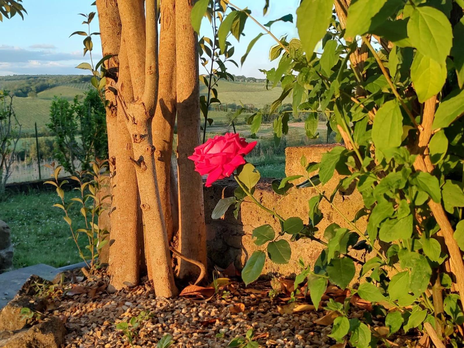 דירות סיינה Il Giardino Del Chianti מראה חיצוני תמונה
